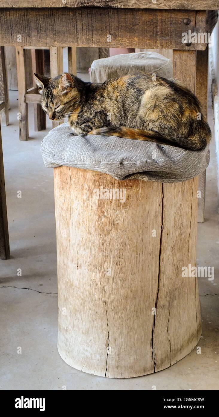Gatto marrone seduto su una panchina di legno rustico in Brasile Foto Stock