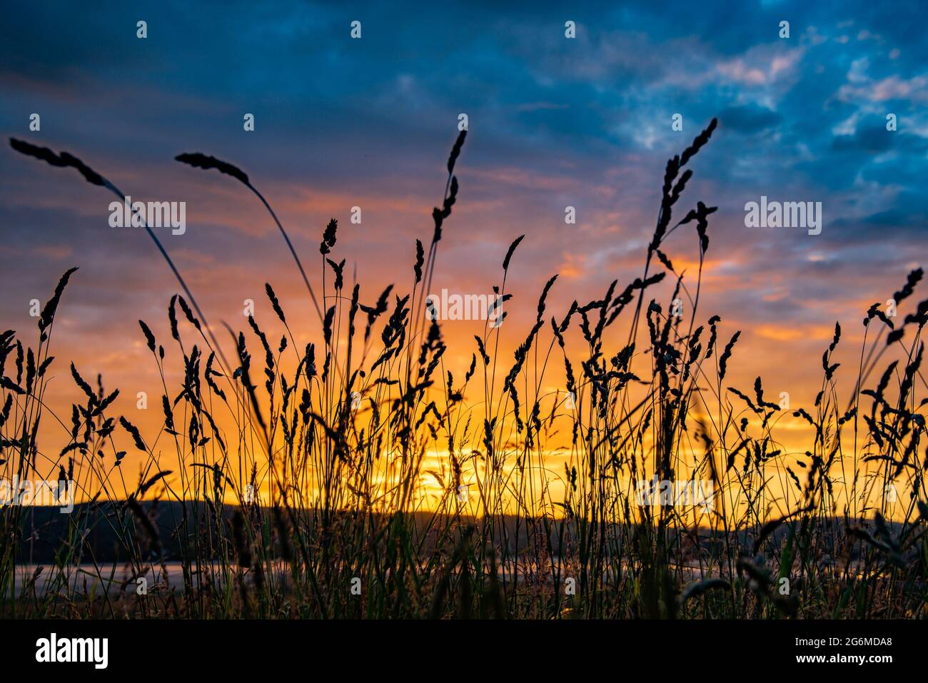 Erbe al tramonto, Arnside, Milnthorpe, Cumbria, Regno Unito Foto Stock