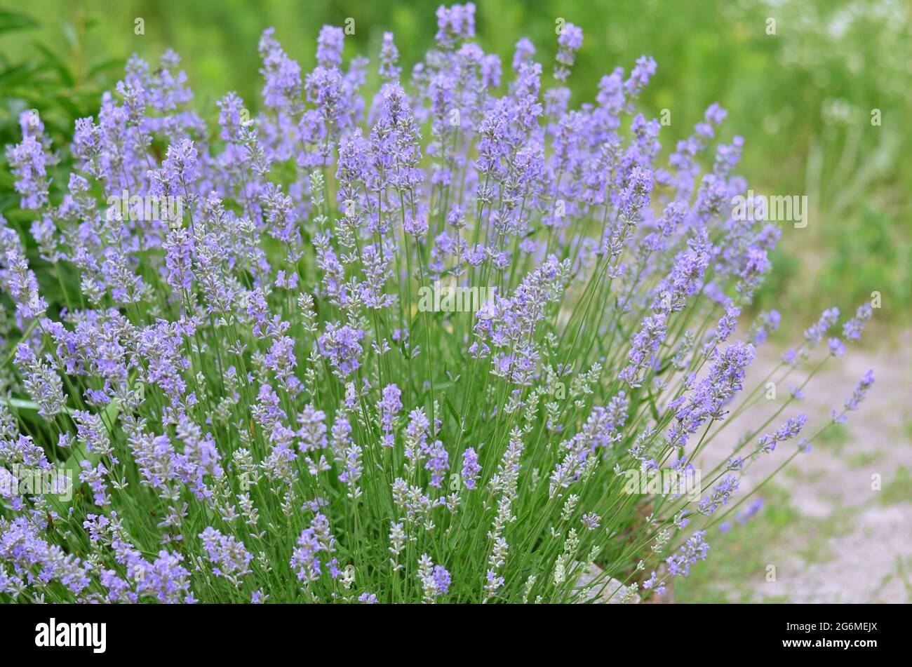 Bush di lavanda giardino che cresce nel vostro proprio giardino, fuoco selettivo. Concetto di giardinaggio. Foto Stock