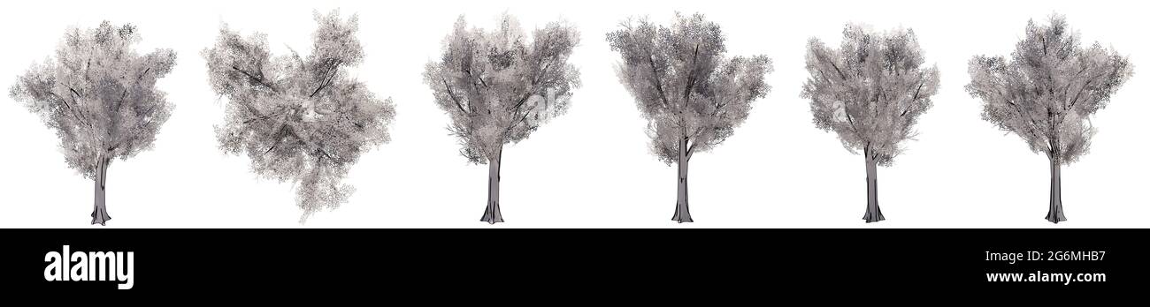 Insieme o raccolta di disegni di alberi isolati su sfondo bianco . Concetto o illustrazione 3d concettuale per natura, ecologia e conservazione Foto Stock
