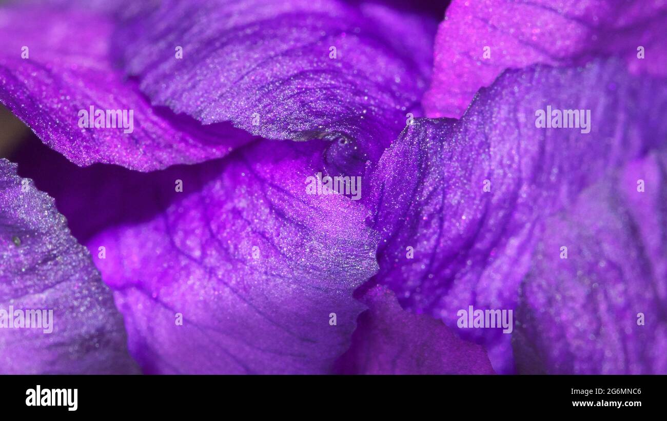 Iris fiore germoglio, macro foto. Petali di fiori viola, full frame. Foto Stock