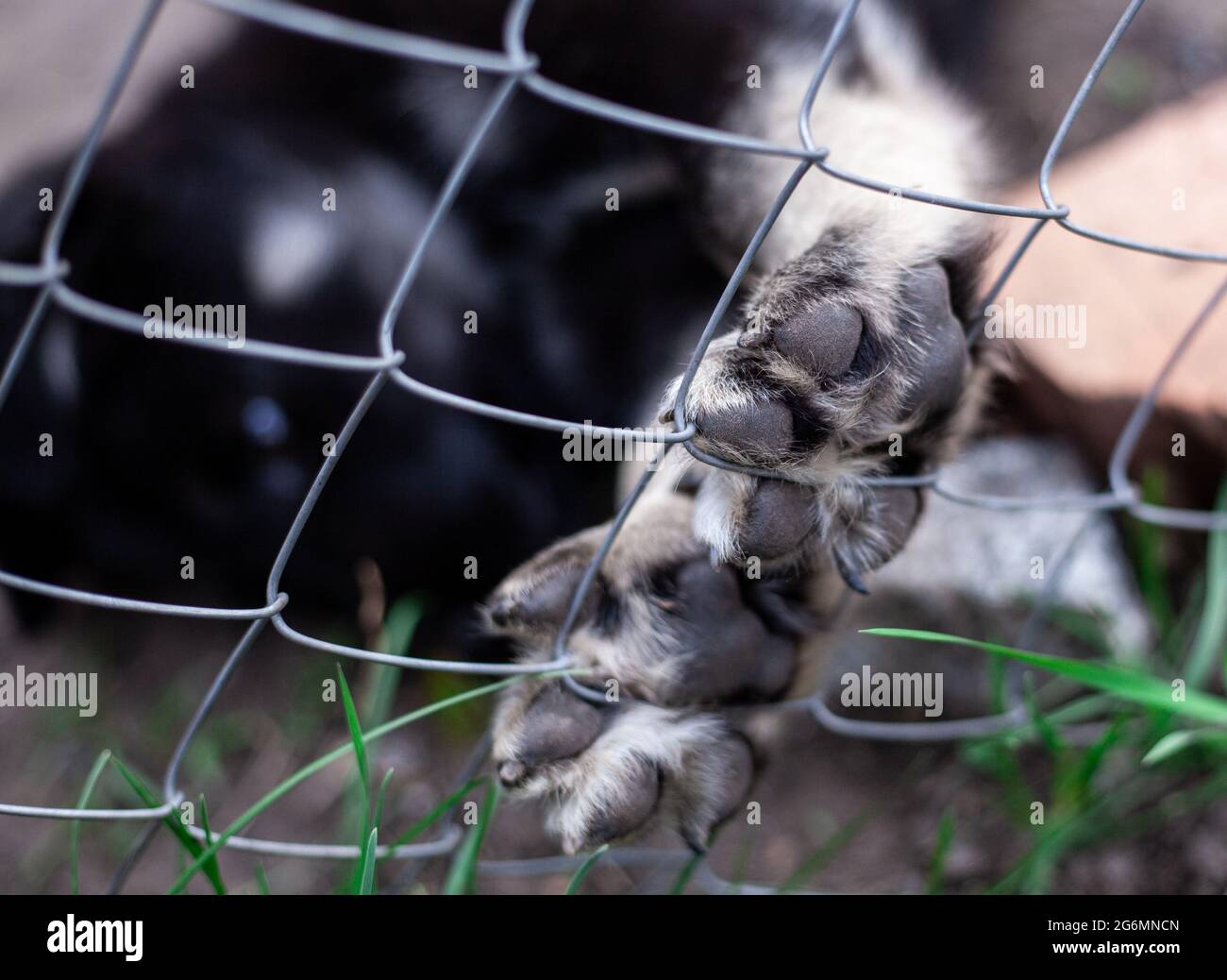 Platorello per cani in dettaglio macro. Carino cucciolo giocoso al rifugio animale. La zampa è sulla recinzione. Primo piano foto di cani zampa con profondità di campo poco profonda. Foto Stock