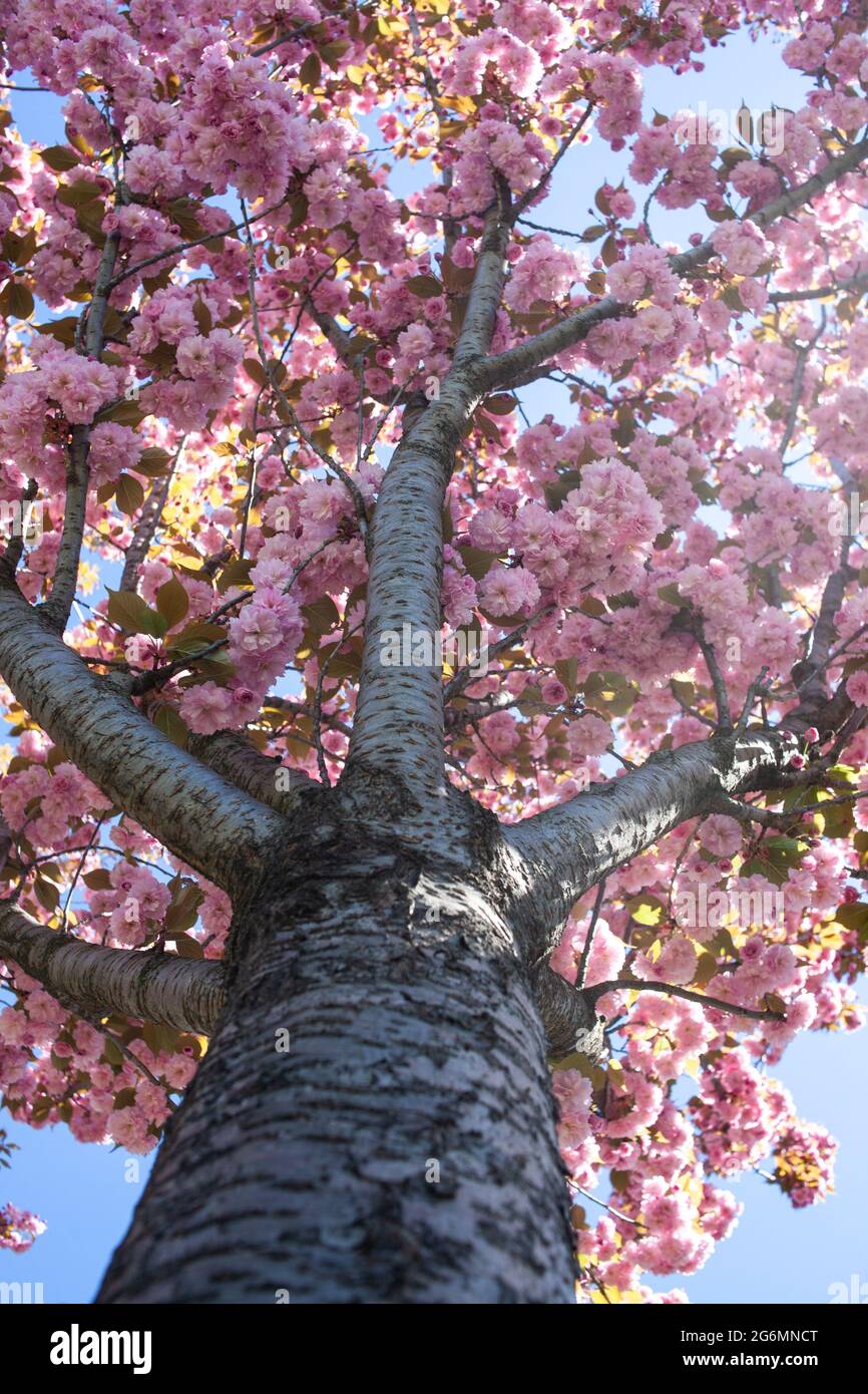 Fiore rosa sakura albero sfondo. Fiori rosa sul ramo dell'albero. Ciliegio  del Giappone. Fiori Sakura Foto stock - Alamy
