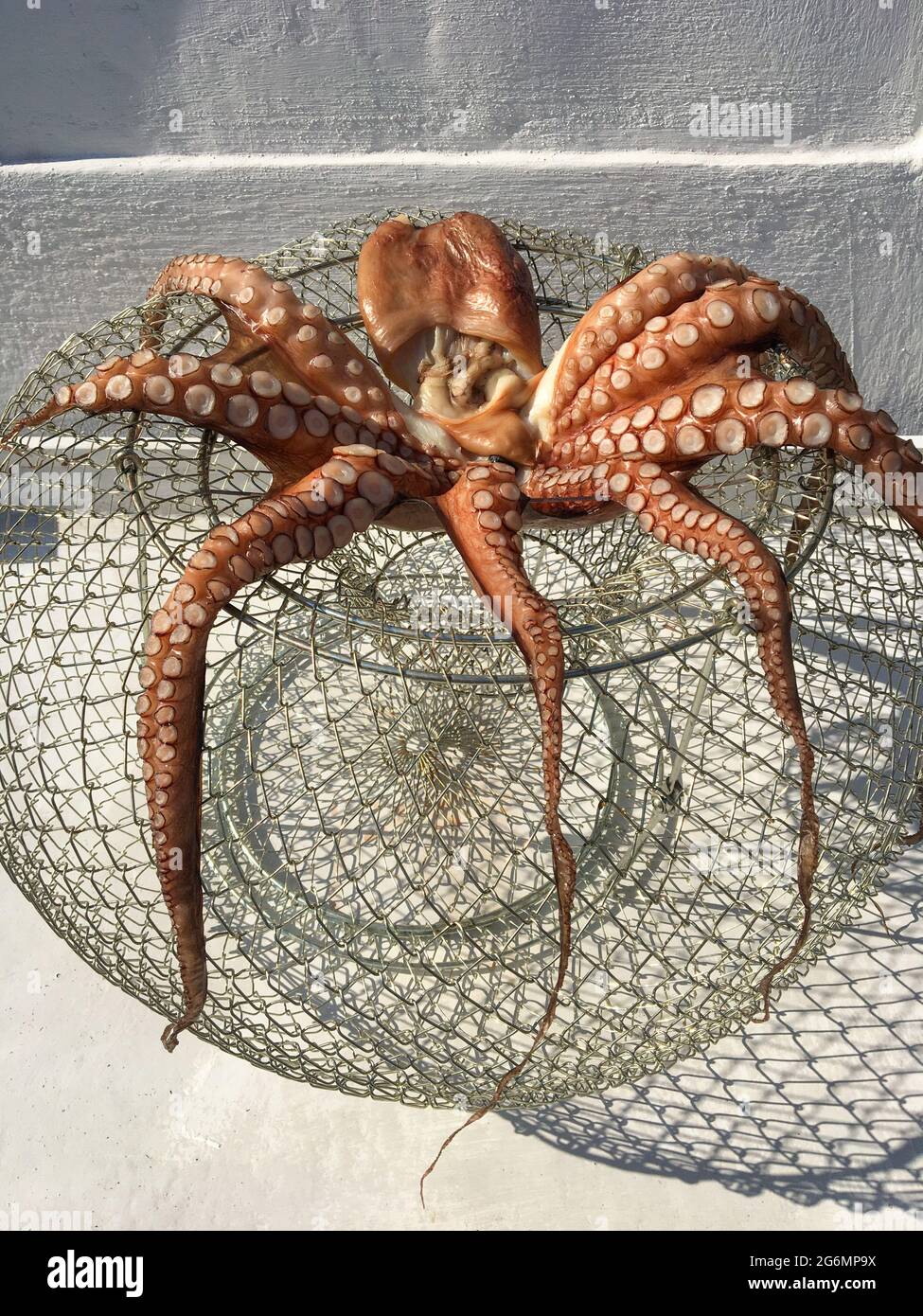 Il polpo si asciuga al sole fuori di una taverna di pesce nel villaggio di PERDIKA, un tradizionale villaggio di pescatori nell'isola di Egina, Grecia, Europa. Foto Stock