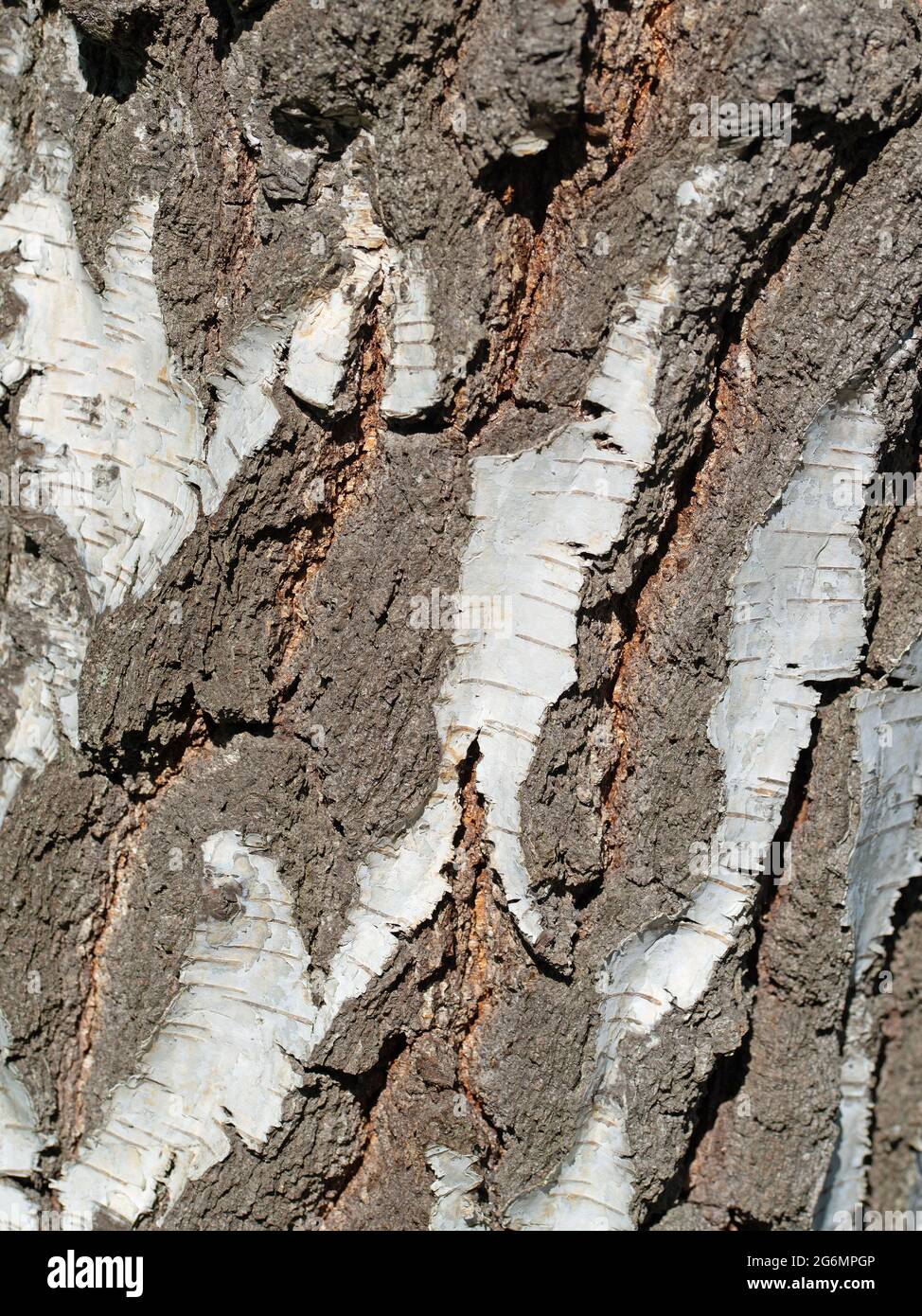 Corteccia della betulla, betula, in primo piano Foto Stock