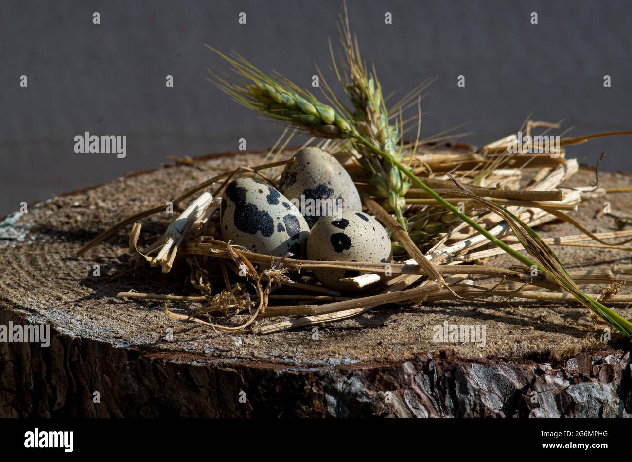 Uovo di quaglia layed su un nido di grano sopra una sezione di legno per agricoltura biologica Foto Stock