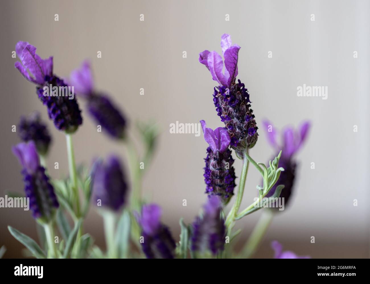 Farfalla fiori di lavanda in dettaglio in primavera Foto Stock
