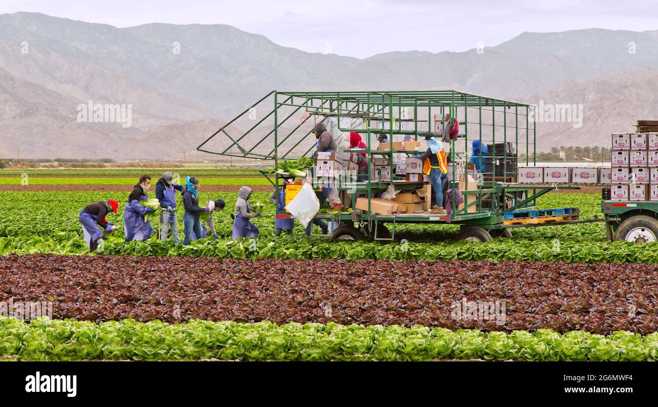 Operai di campo ispanici che raccolgono 'Romaine' organico Lettiuce 'Lactuca sativa var. Longifolia', indossando la maschera del virus Covid-19. Foto Stock