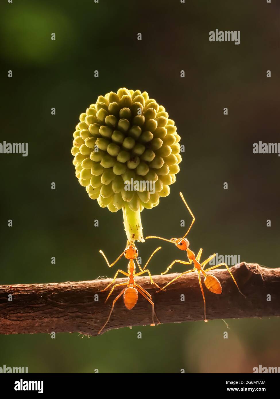 Le formiche amano qualcosa di dolce e pieno per nutrire le loro famiglie. BEKSAI, INDONESIA: QUESTE super formiche sono state catturate trasportando i frutti TRE VOLTE Foto Stock