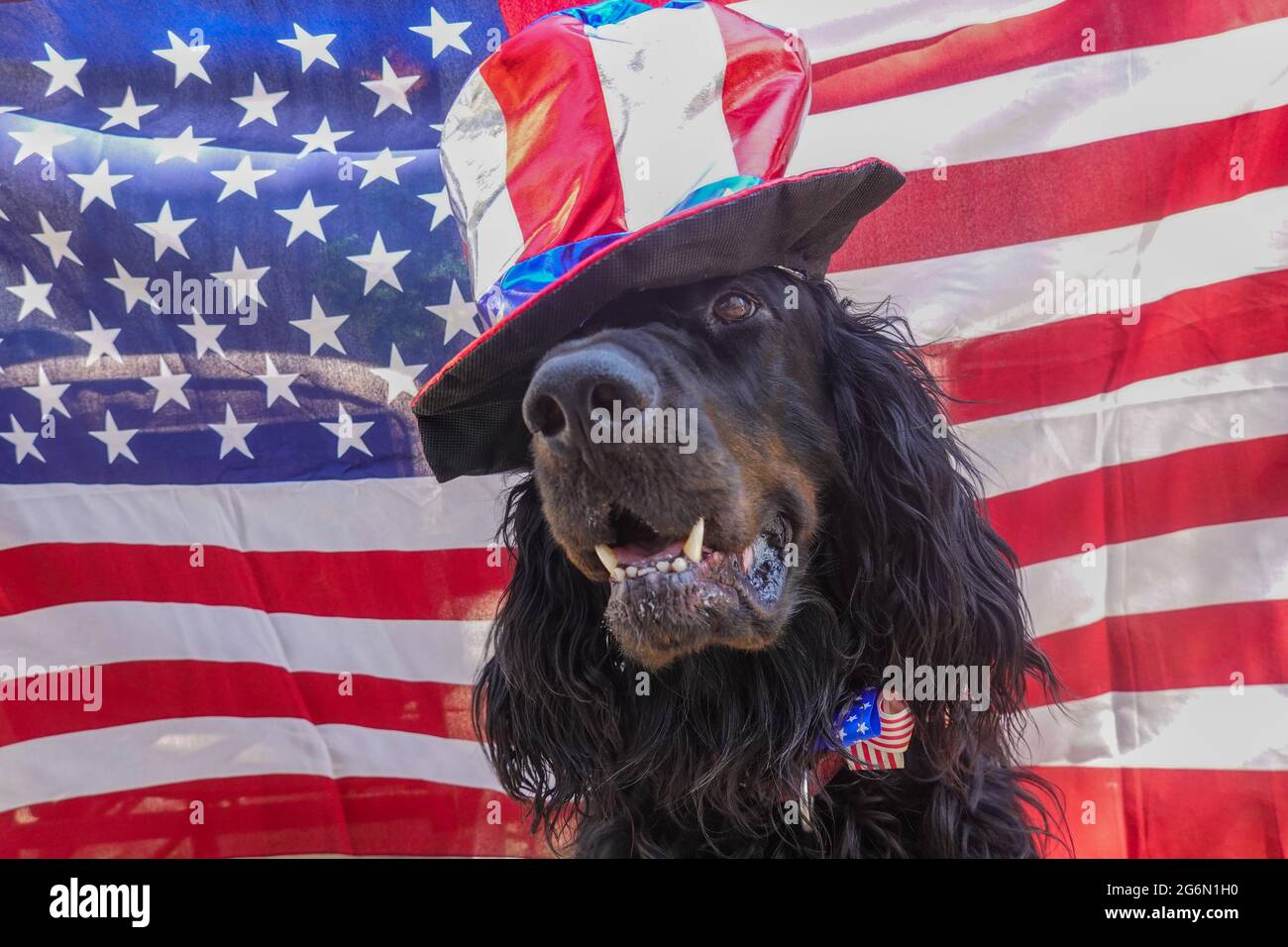 Gordon Setter cane da compagnia con bandiera americana sfondo e cappello 4 luglio Foto Stock