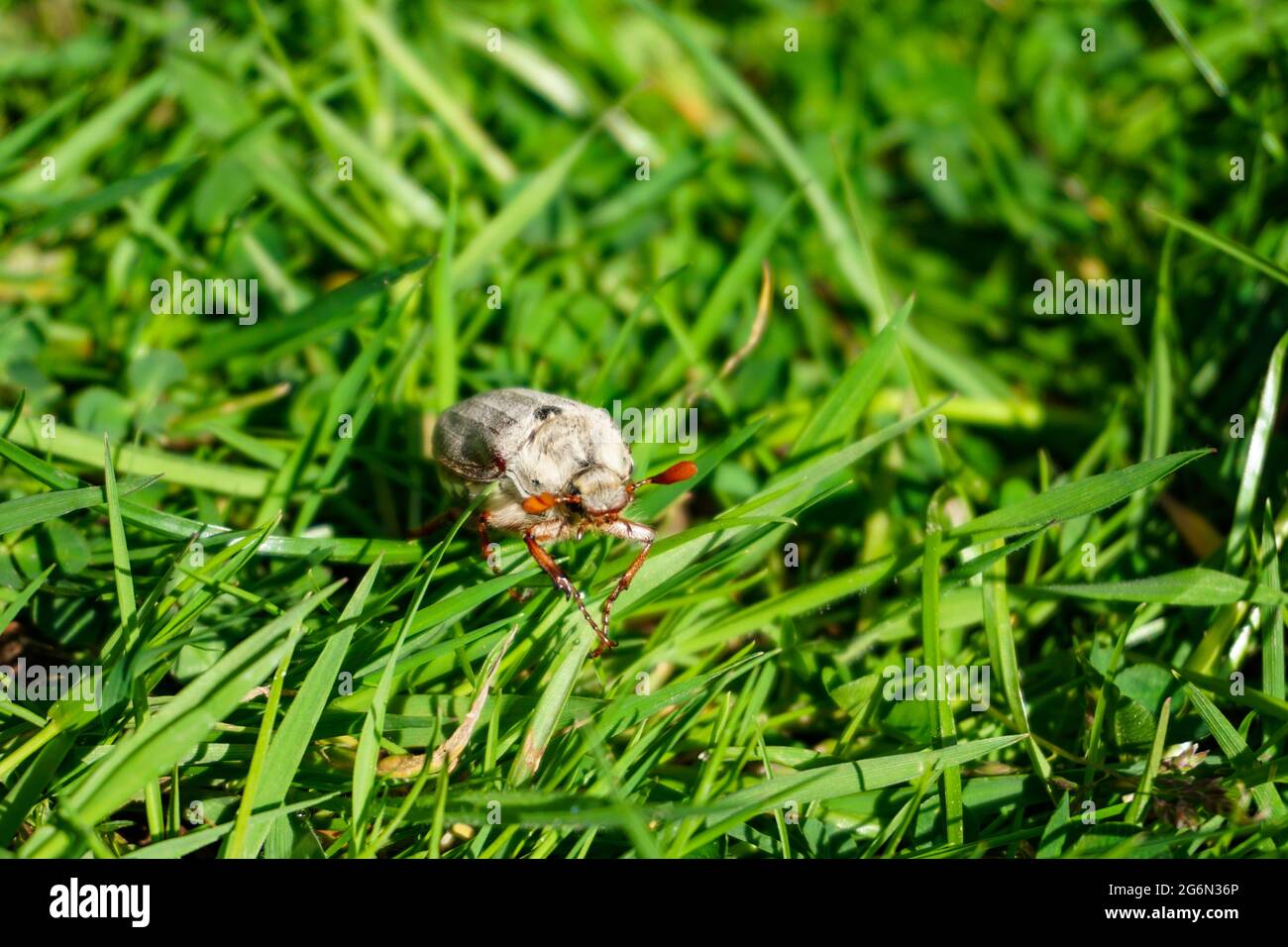 Un cockchafer strisciando nell'erba in una soleggiata giornata di primavera. Foto Stock