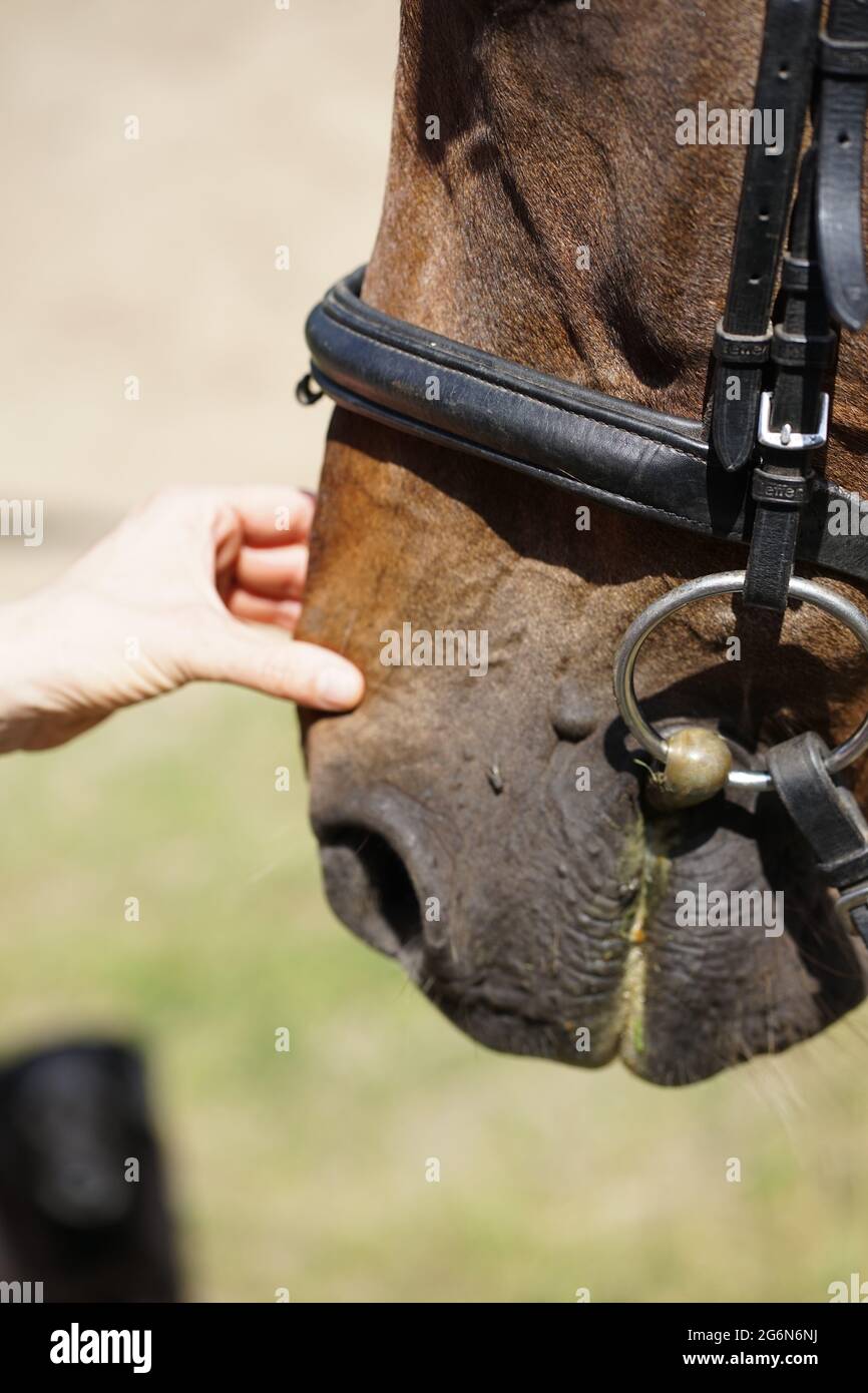 Primo piano della mano femminile che strava un naso di cavallo marrone- tenerezza e cura per animali concetto. Foto Stock