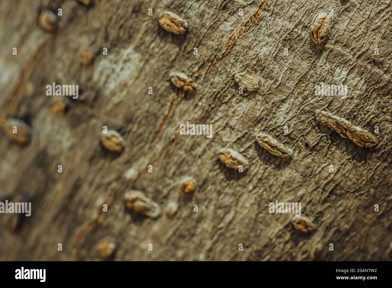 Alberi decidui. Il pimple di legno duro affiorisce alla base il tessuto più esterno della corteccia dell'albero sul gambo di superficie. Bellezza natura. Texture colore grigio marrone chiaro Foto Stock