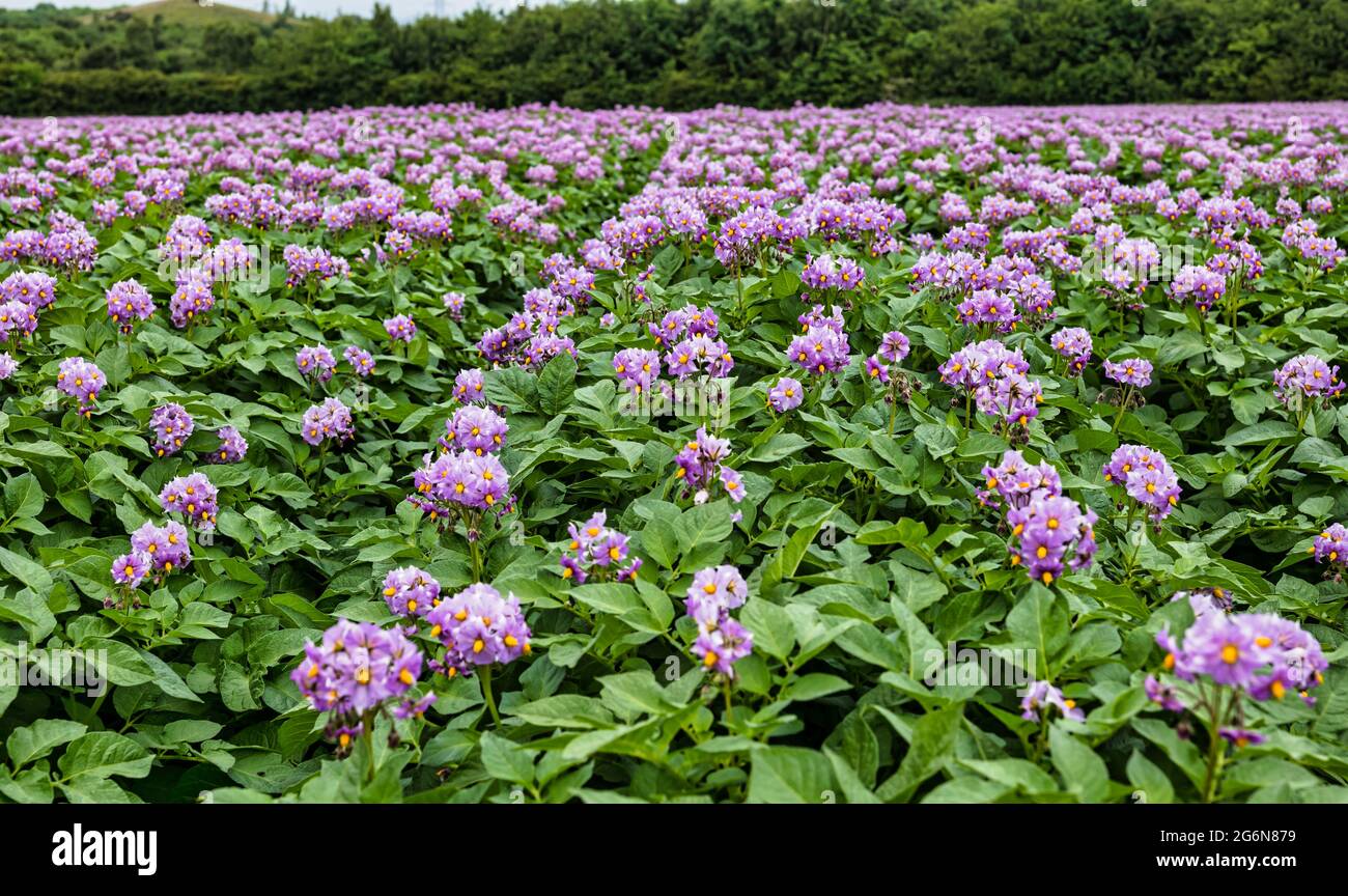 Viola colorato Maris Peer patate piante che crescono in campo di coltura in estate, Lothian orientale, Scozia, Regno Unito Foto Stock