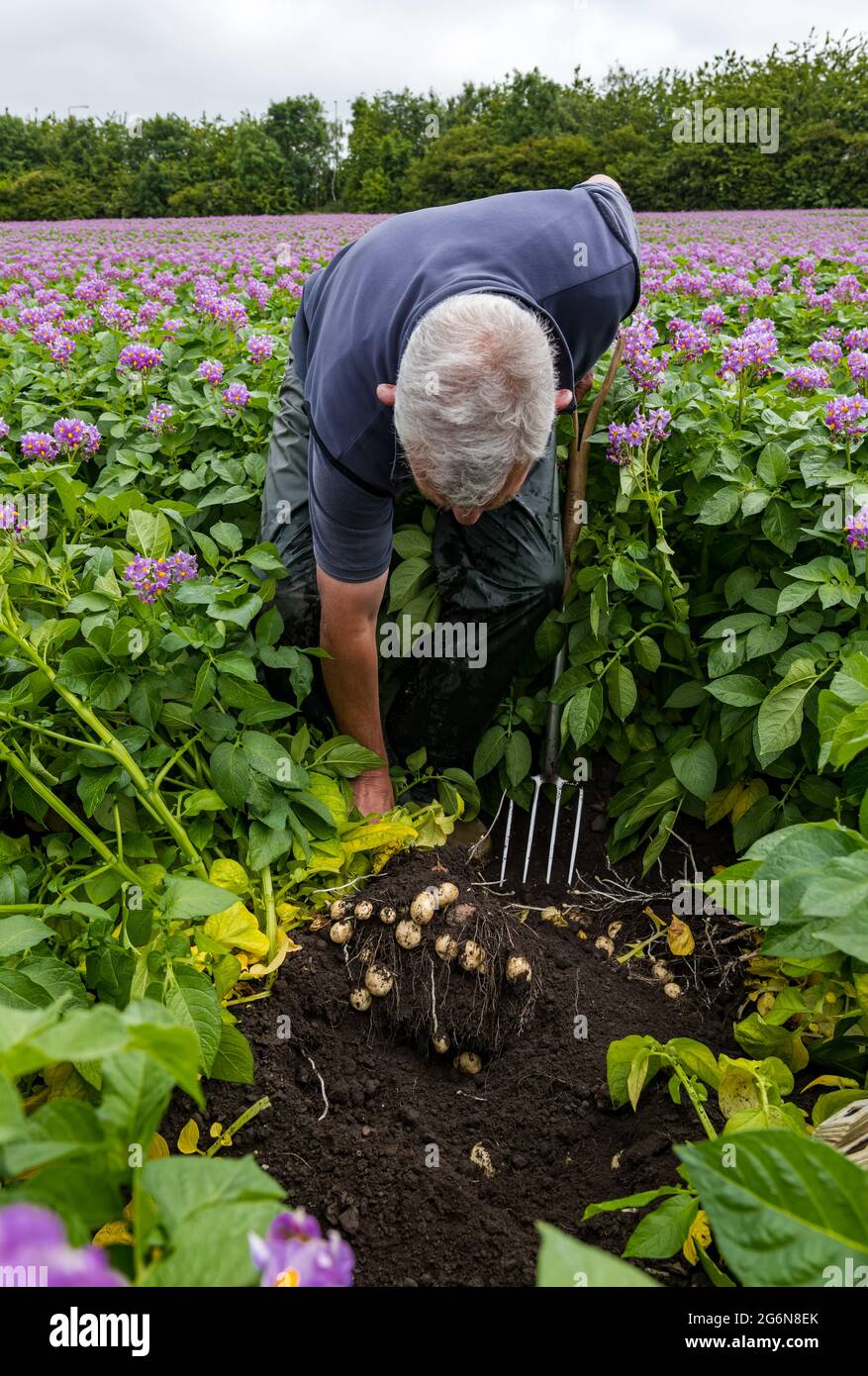 Il direttore della Luffness Mains Farm Geert Knottenbelt controlla la resa delle patate nel campo estivo di coltivazione di Maris peer, East Lothian, Scozia, Regno Unito Foto Stock