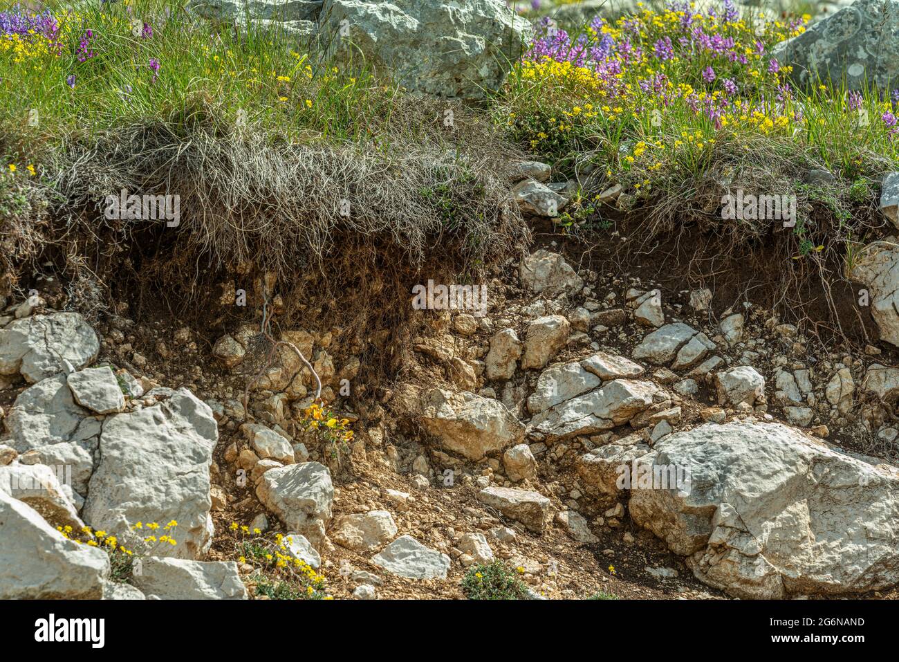 Strati rocciosi di terreno, scoperti sotto le radici di un prato fiorito Foto Stock