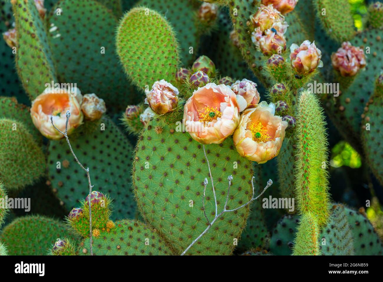 Particolare della fioritura di pera di prickly, opuntia ficus indica. Abruzzo, italia, europa Foto Stock