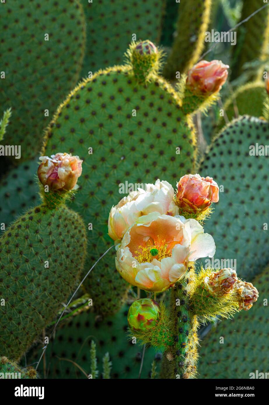 Particolare della fioritura di pera di prickly, opuntia ficus indica. Abruzzo, italia, europa Foto Stock