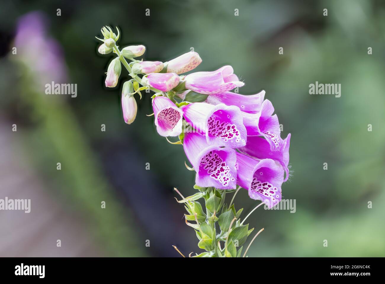 Mettere a fuoco i dettagli di Digitalis flower con sfondo sfocato Foto Stock