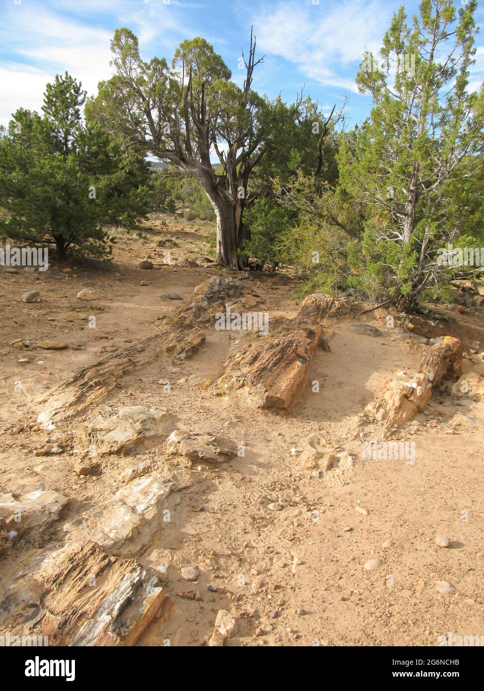 Grandi tronchi, sepolti, pietrificati, nel parco statale della Foresta pietrificata, appena fuori Escalante, Utah, USA. Questi sono i più grandi tronchi intatti del Parco. T Foto Stock