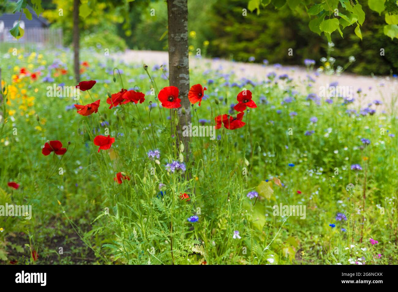 campo con fiori selvatici in giallo rosso e blu Foto Stock