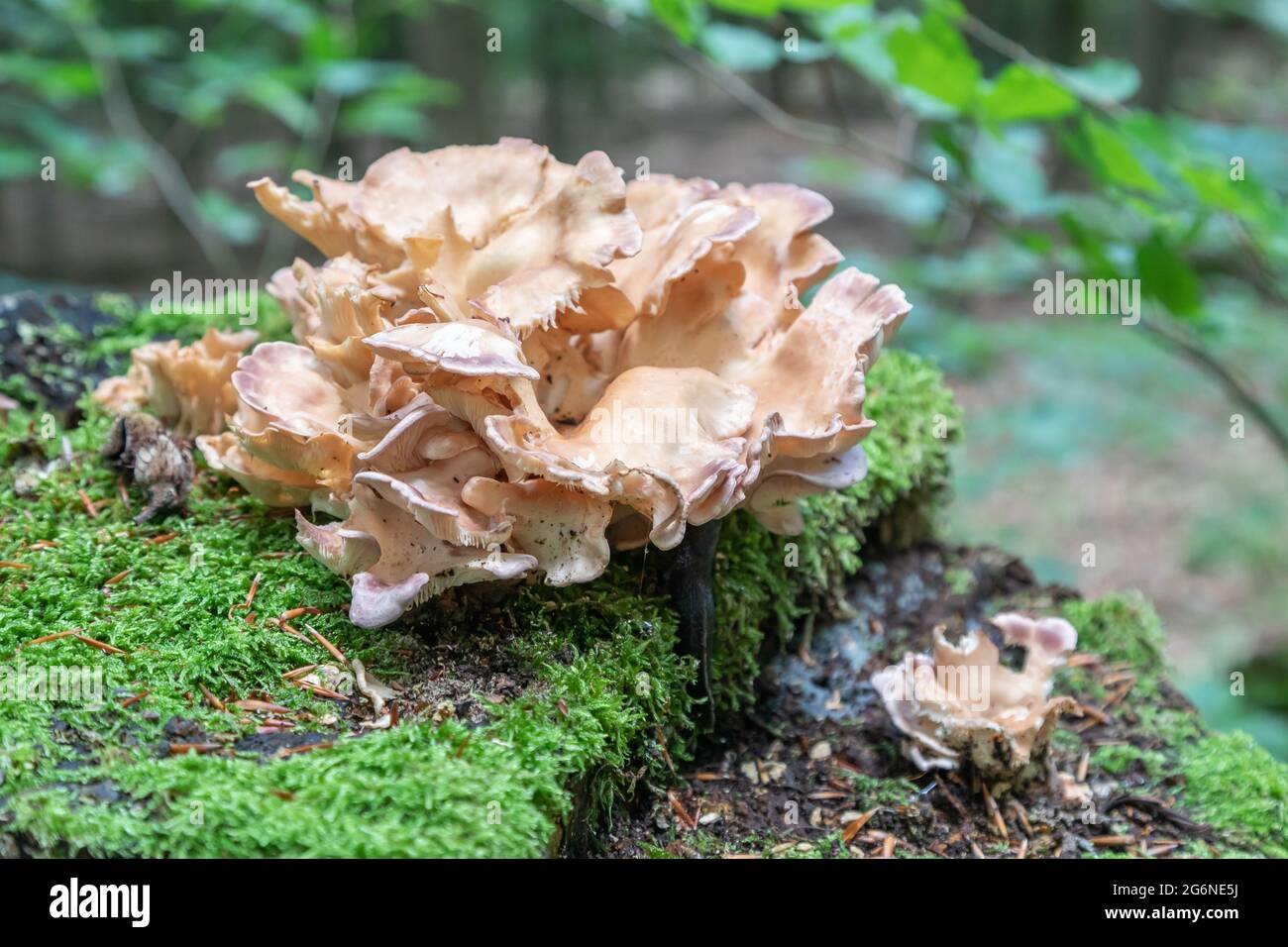 fungo gigante di spore su un tronco di albero Foto Stock