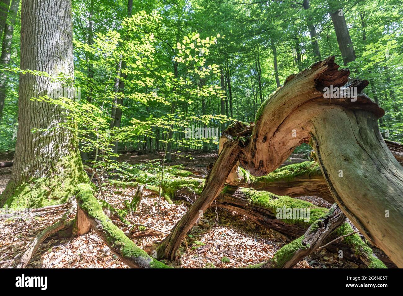 legno morto in foresta naturale decidua Foto Stock