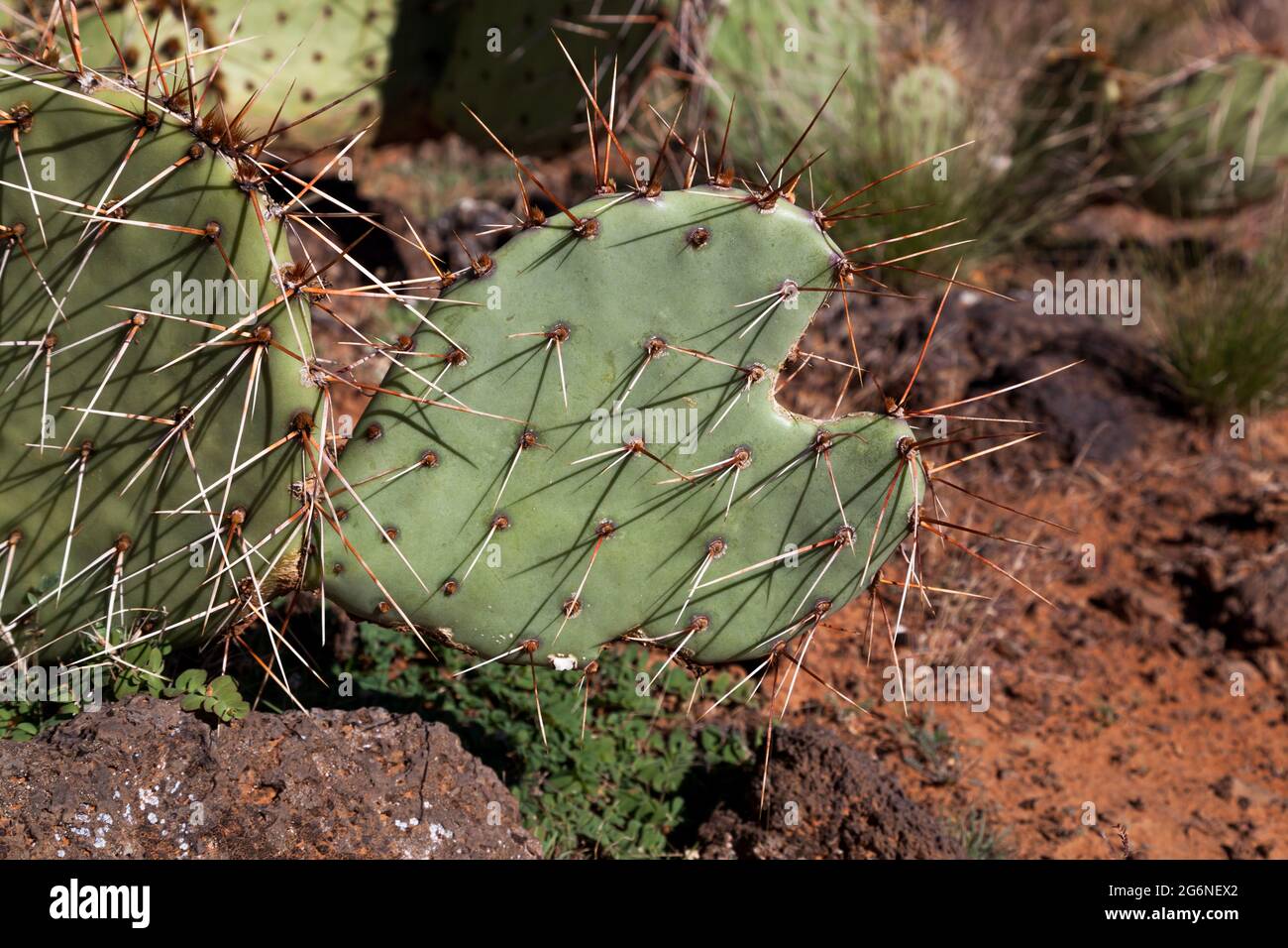 Una foglia di cactus a forma di cuore selvaggia e in crescita coperta da lunghe e acute punte nel luminoso sole del deserto dello Utah. Foto Stock