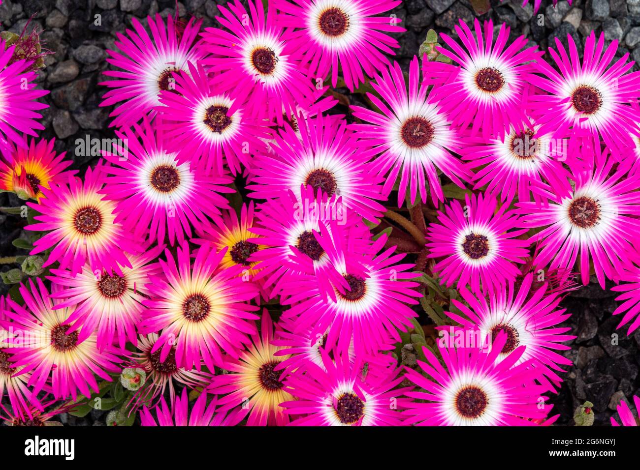Livingstone daisy (Cleretum bellidiforme o Mesembrianthemum criniflorum o Dorotheanthus bellidiformis) fiori Foto Stock