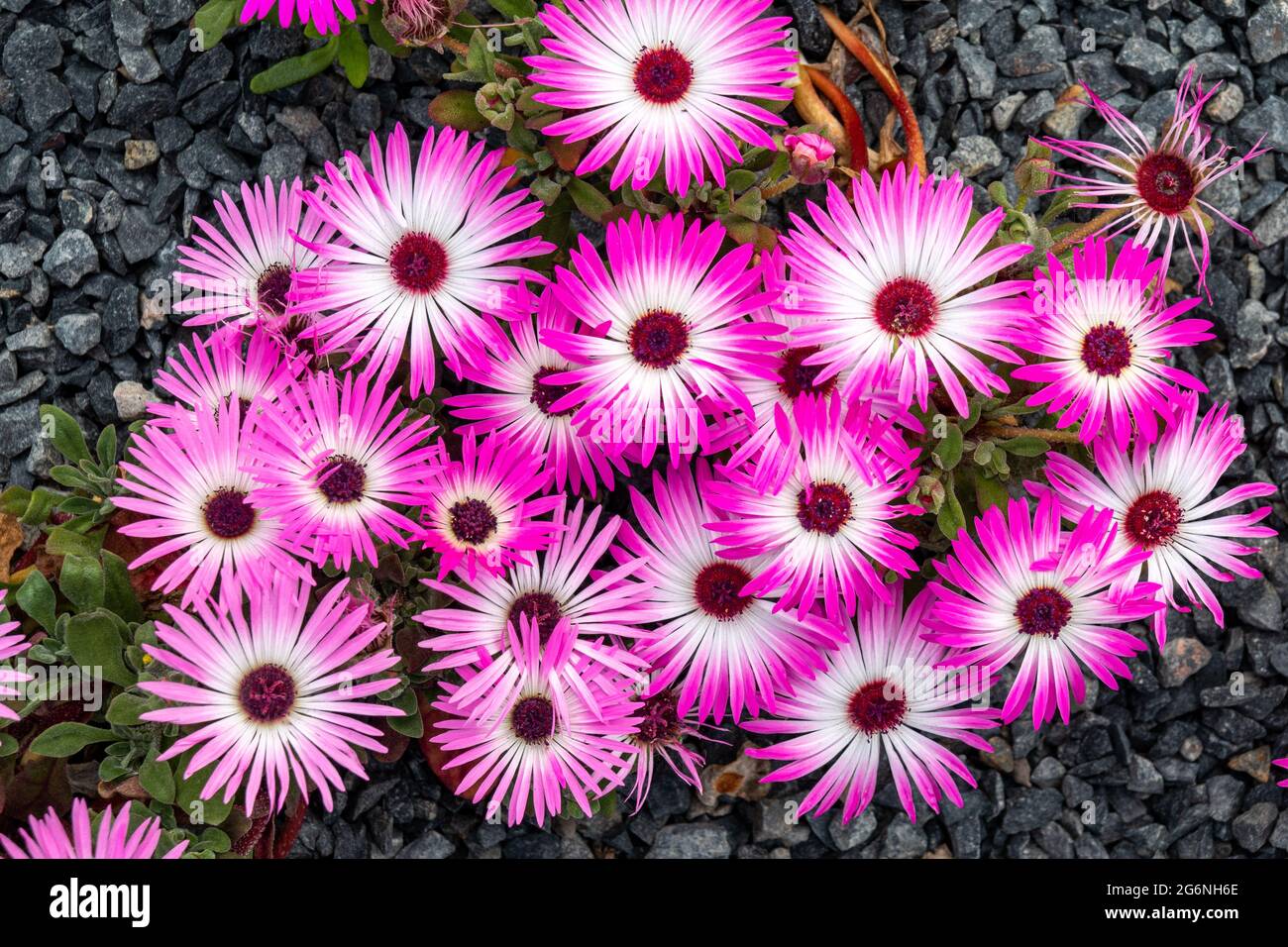 Livingstone daisy (Cleretum bellidiforme o Mesembrianthemum criniflorum o Dorotheanthus bellidiformis) fiori Foto Stock