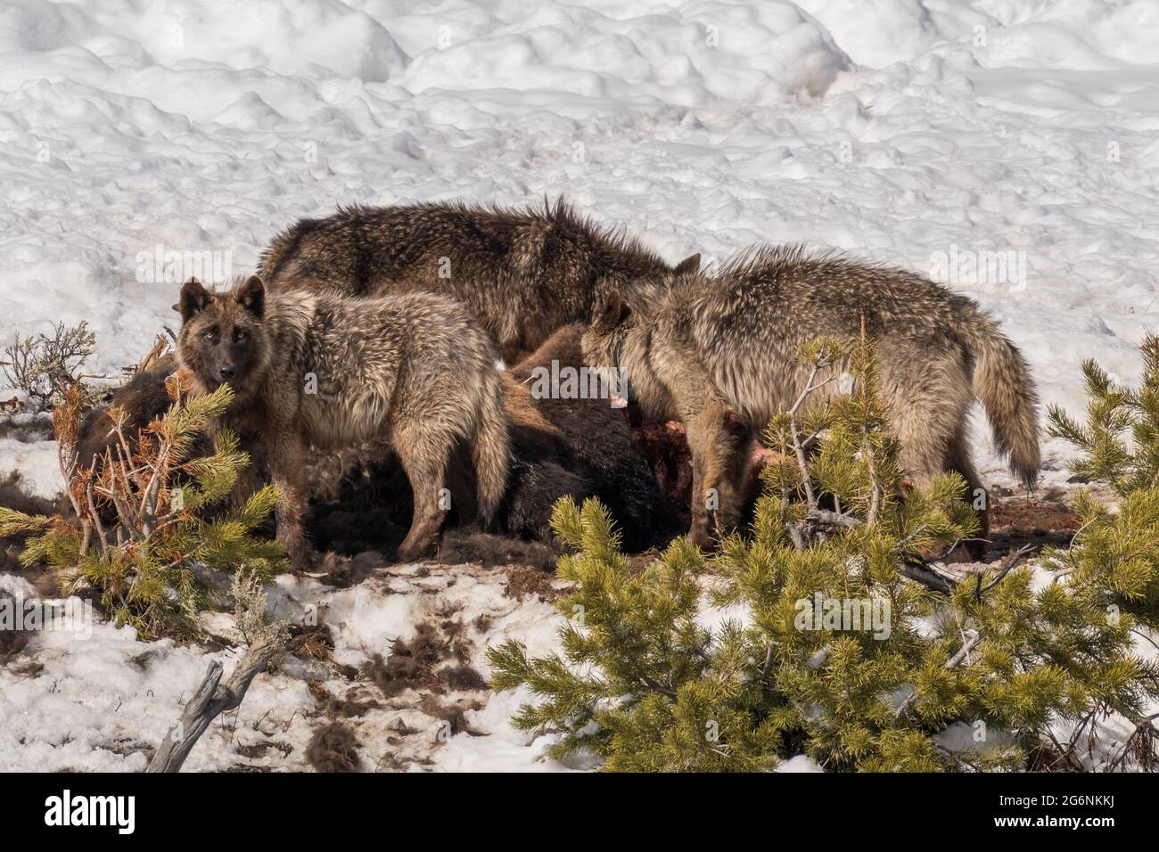 Tre lupi annuiti del Wapiti Lake Pack che si nutrono di una carcassa di bisonte uccisa invernale nel Parco Nazionale di Yellowstone. Foto Stock
