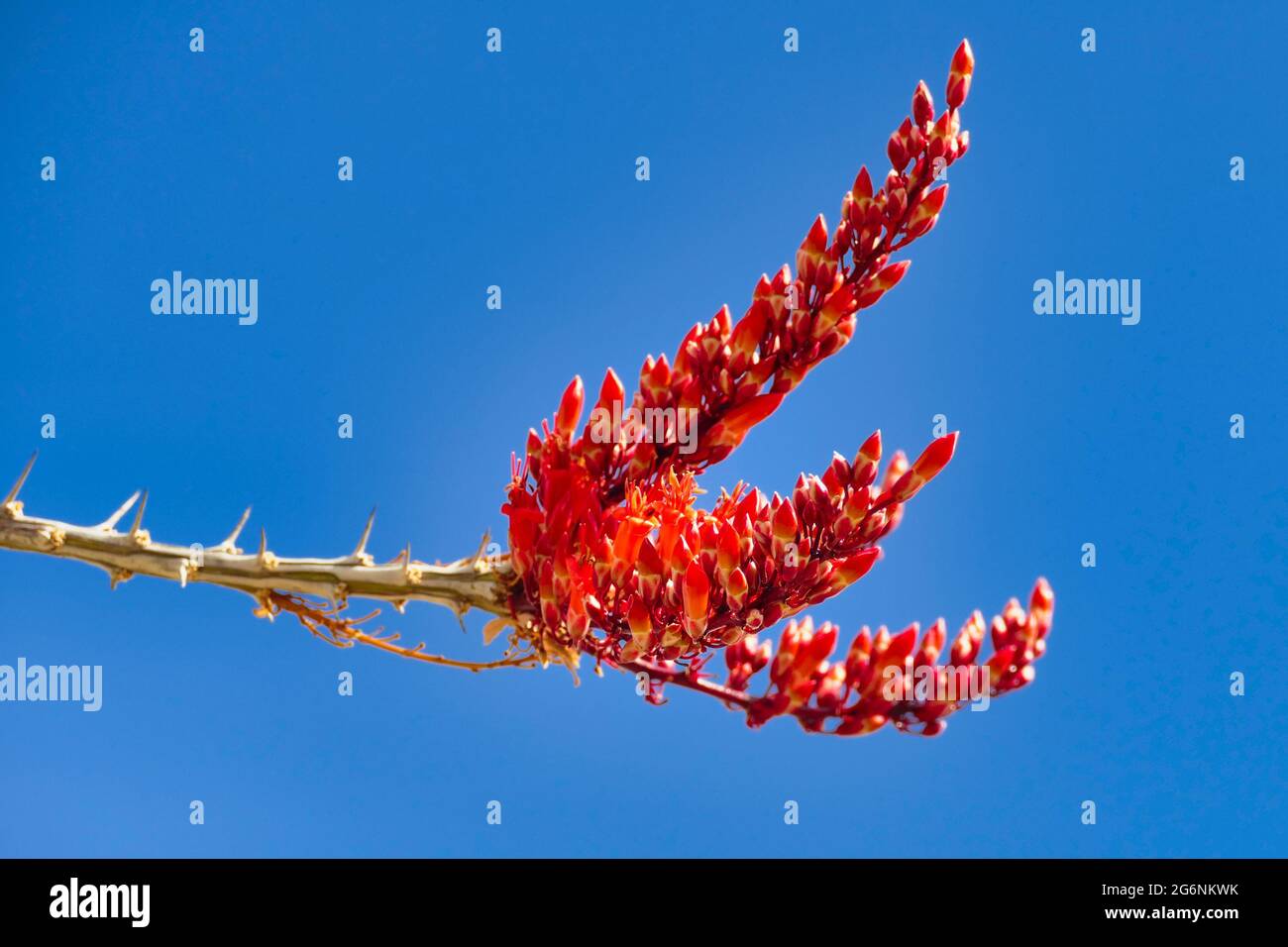 Fiori di ocotillo (Fouquieria splendens), chiamati anche candlewood, legno di limwood, coachwhip, cactus di vite e il personale di Giacobbe, contro un cielo blu chiaro Foto Stock