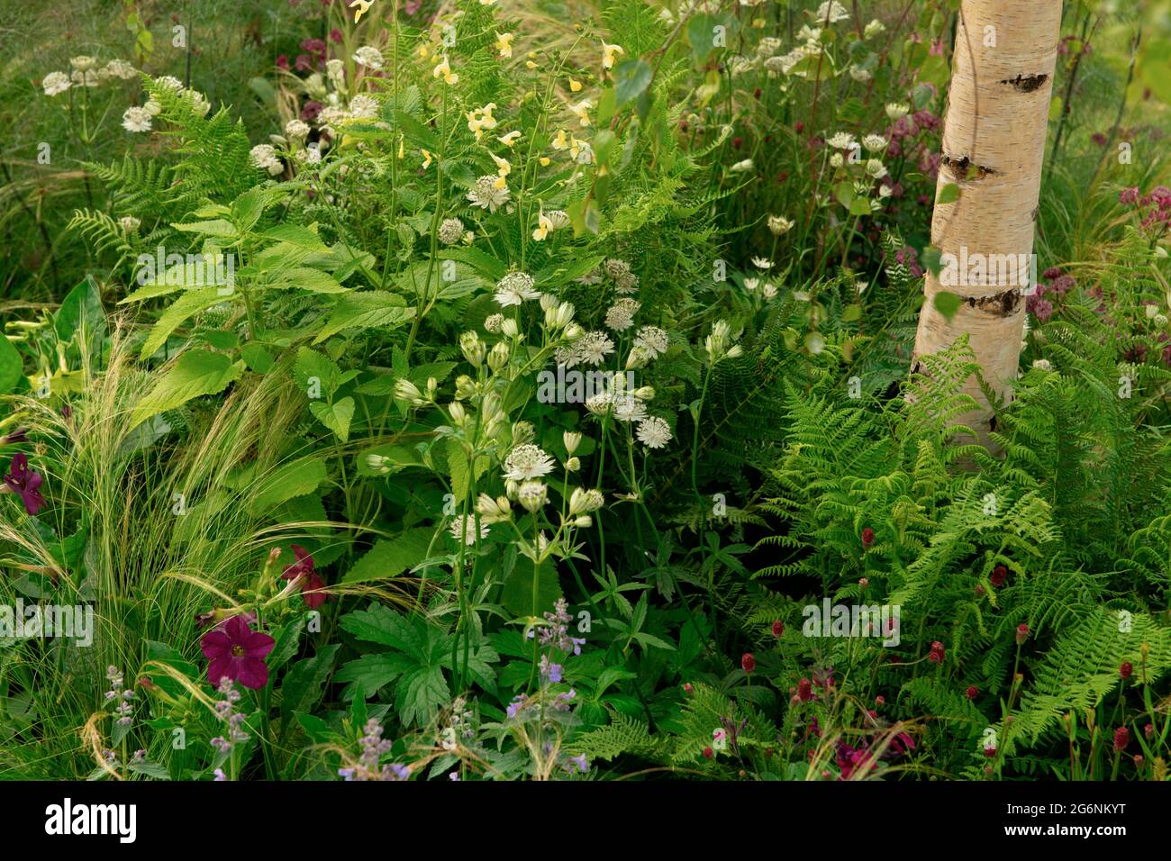 Dettagli impianto: Astrantia Major, felci e betula nel Viking Friluftsliv Garden a Show Garden presso Hampton Court Palace Garden Festival, Surrey, UK Foto Stock