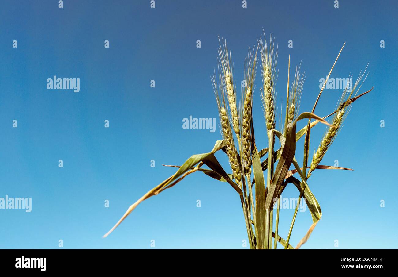Orecchie di grano verde. Mazzo di una pianta di cereali per il vostro concetto di agricoltura con spazio di copia su sfondo blu. Foto Stock
