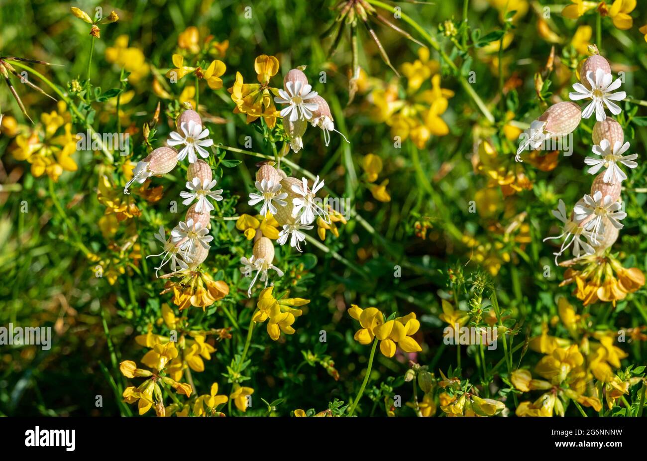 Tappeto in una radura di foresta di fiori selvatici, estivi Foto Stock