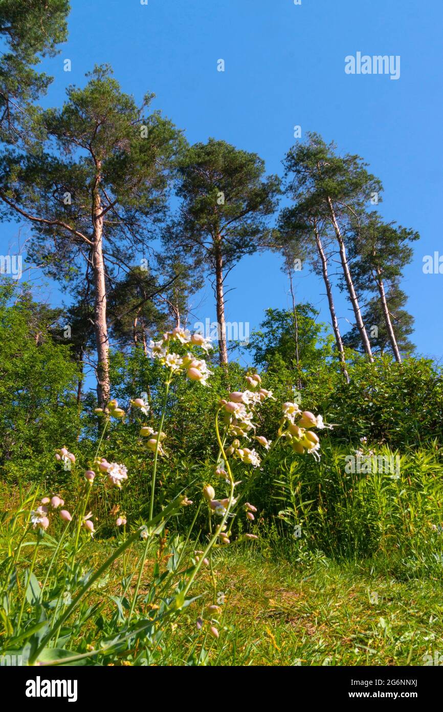 Fiori di foresta, campane rosa, foto sullo sfondo di pini alti e cielo blu Foto Stock