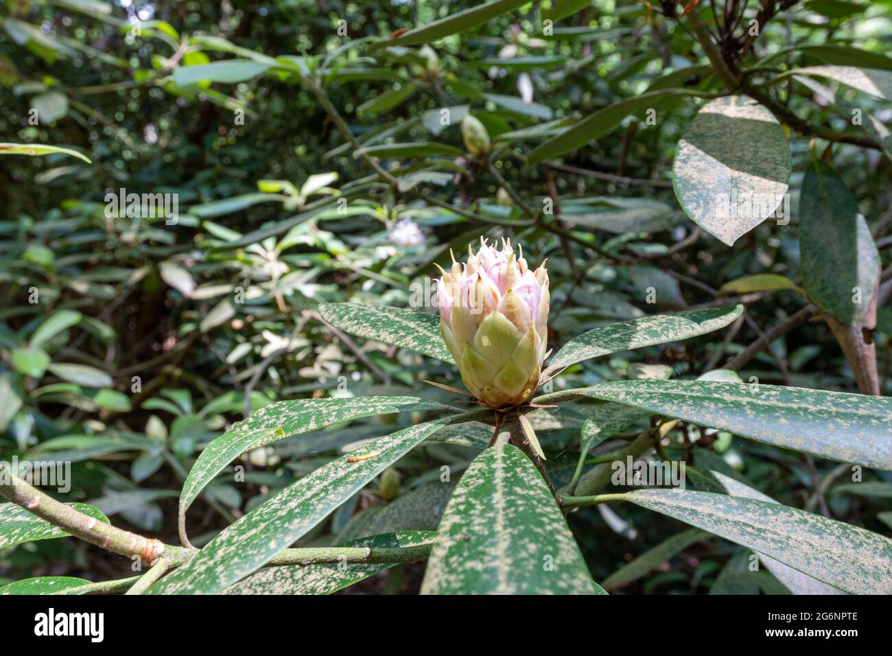 Rhododendron fiorente in una vecchia foresta di crescita Foto Stock