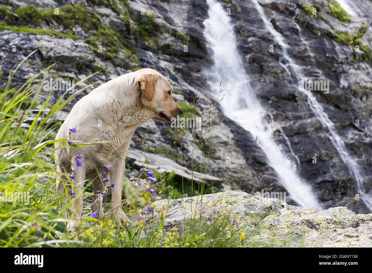 Un retriever d'oro sullo sfondo di una cascata. Viaggiare con un animale domestico. Foto Stock