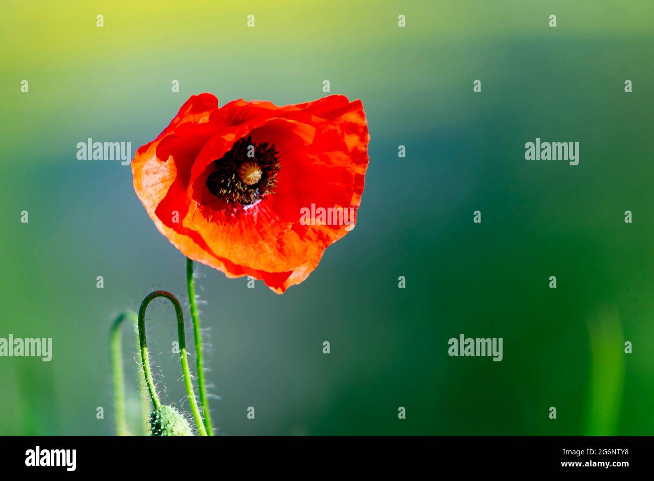 Chiudere l'op di un singolo fiore di papavero, sfondo verde Foto Stock