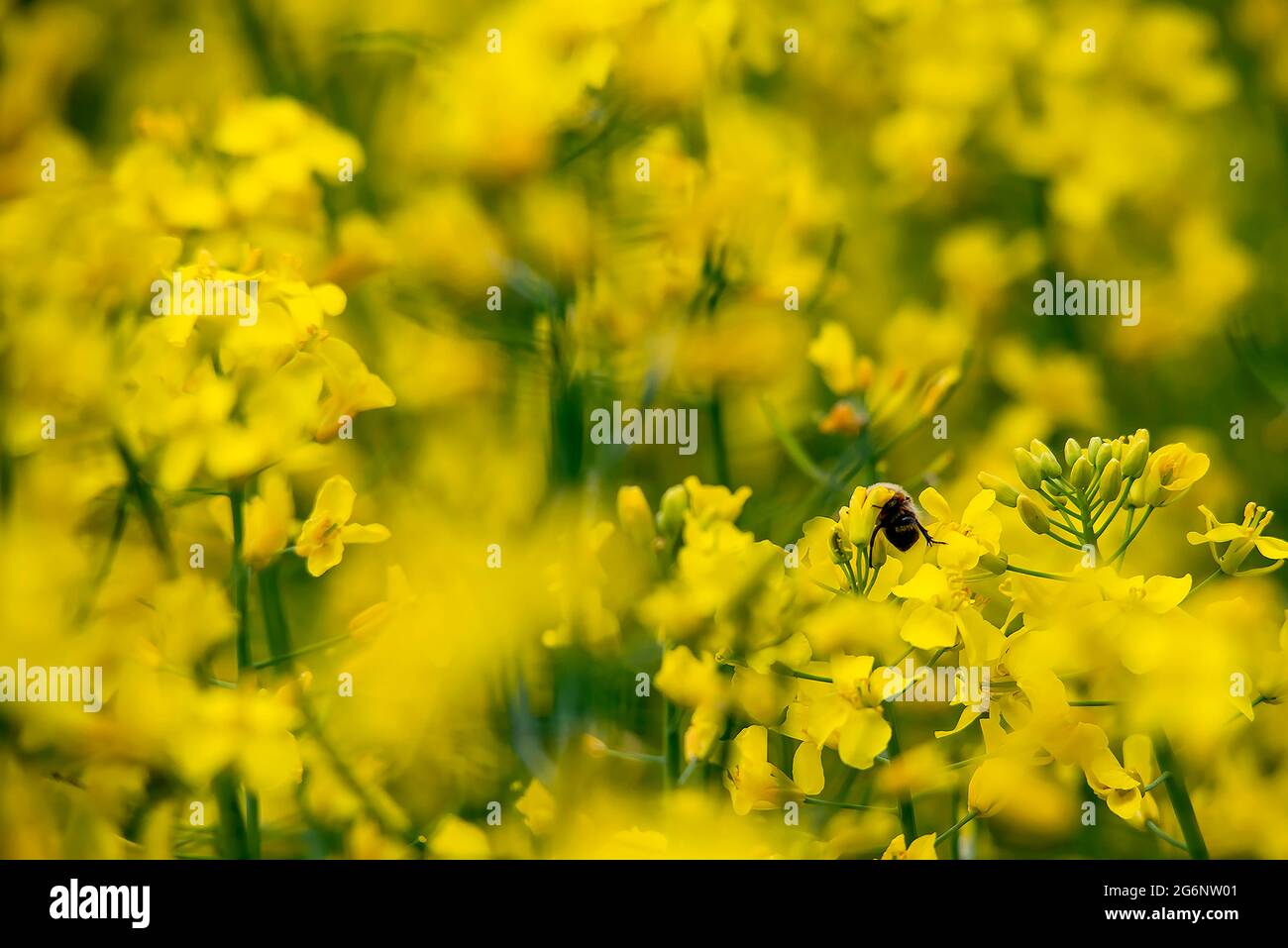 Un'ape che impollinano fiori di colza gialli Foto Stock
