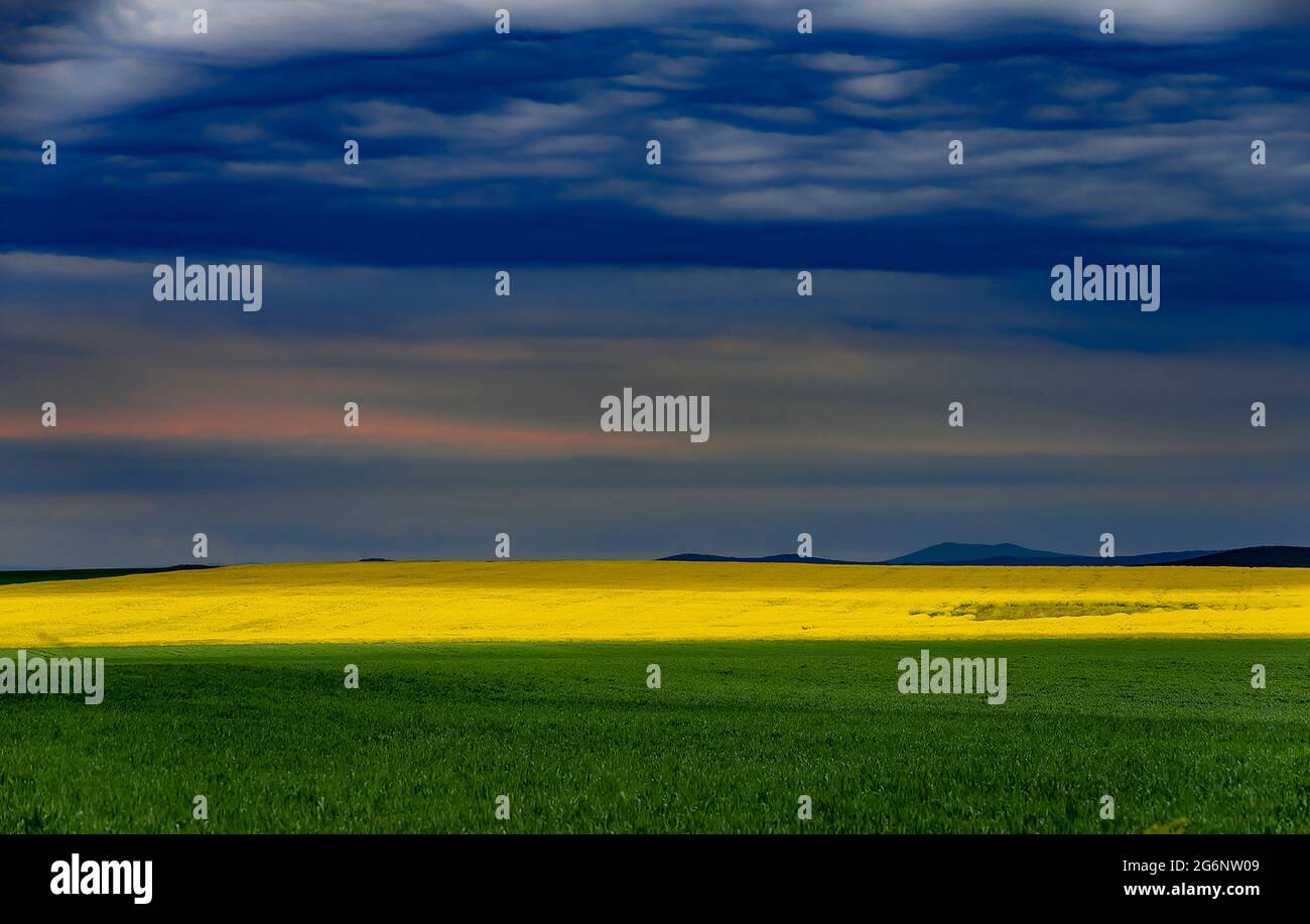 Cielo tempestoso e un pezzetto di luce su un ampio campo agricolo con grano verde e fiori di colza gialli fioriti Foto Stock