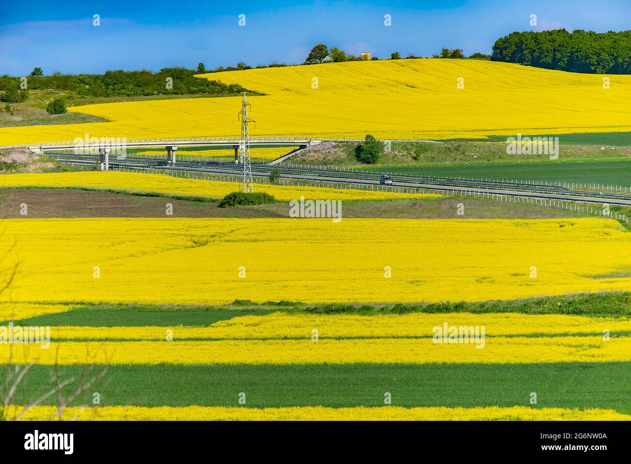Multicolore agricoltura rurale primavera paesaggio terreno: Grano verde fioritura colza gialla Foto Stock