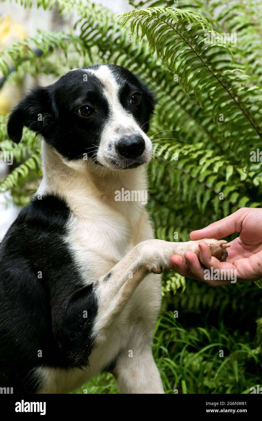 Un cane di strada bianco e nero che giace la sua zampa su una mano umana come se si salutassero l'un l'altro di fronte ad una felpa Foto Stock