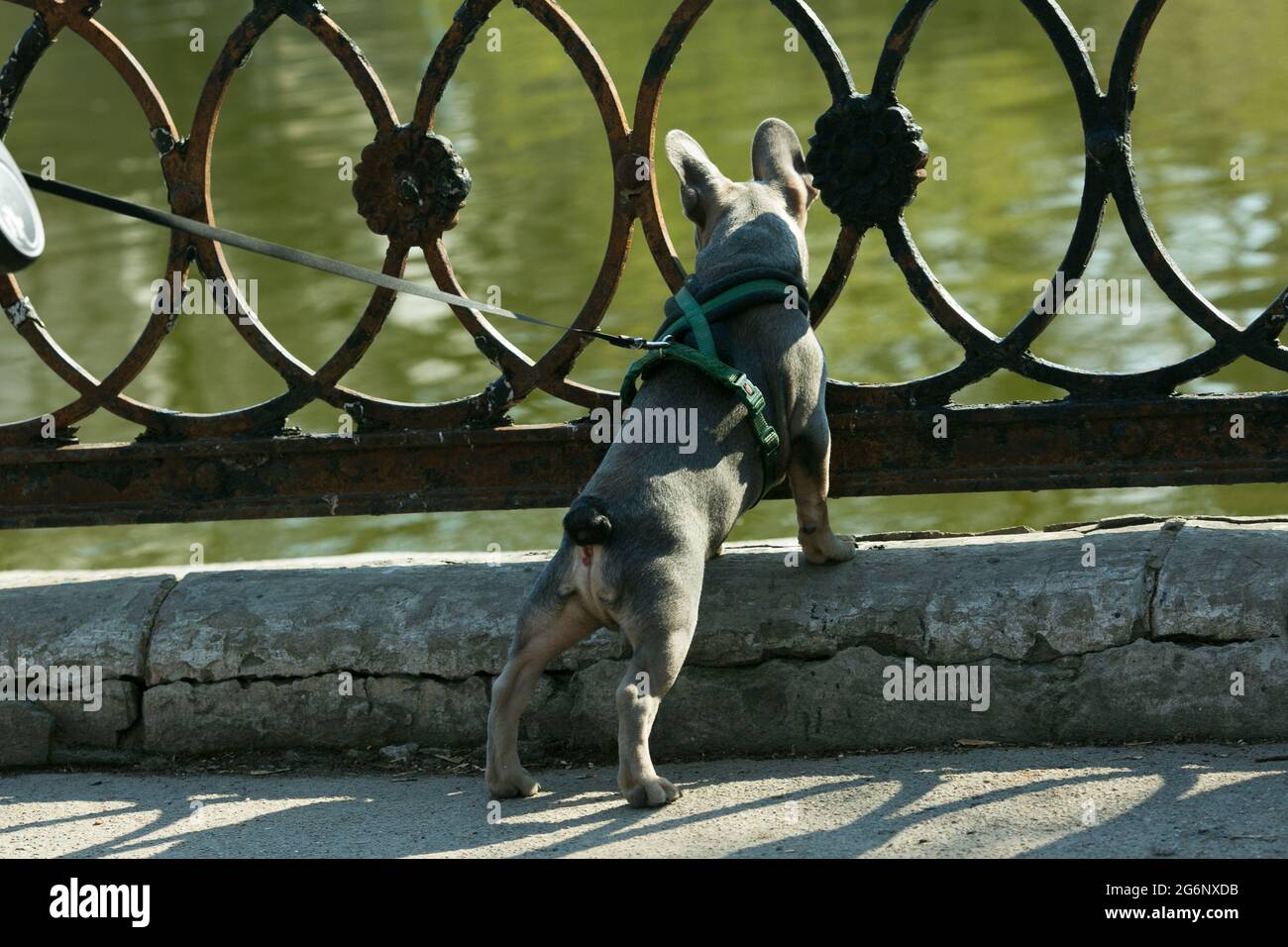 Bulldog francese marrone scuro al guinzaglio. Divertente animale domestico sano carino allegro e amichevole camminare all'aria aperta. Foto Stock