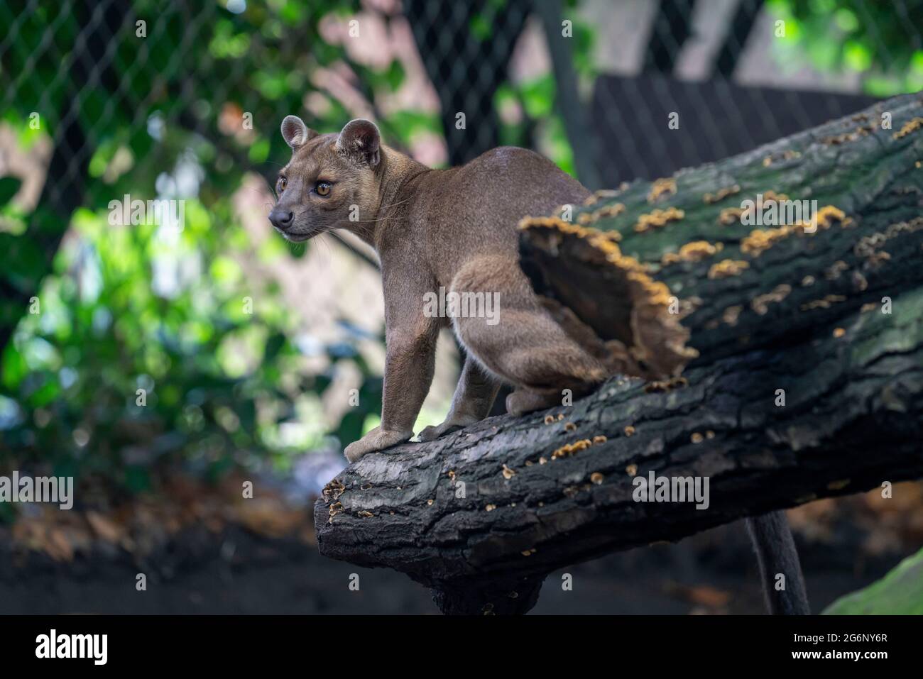 Zoo di Duisburg, Fossa, piccolo gatto predatore del Madagascar, NRW, Germania Foto Stock