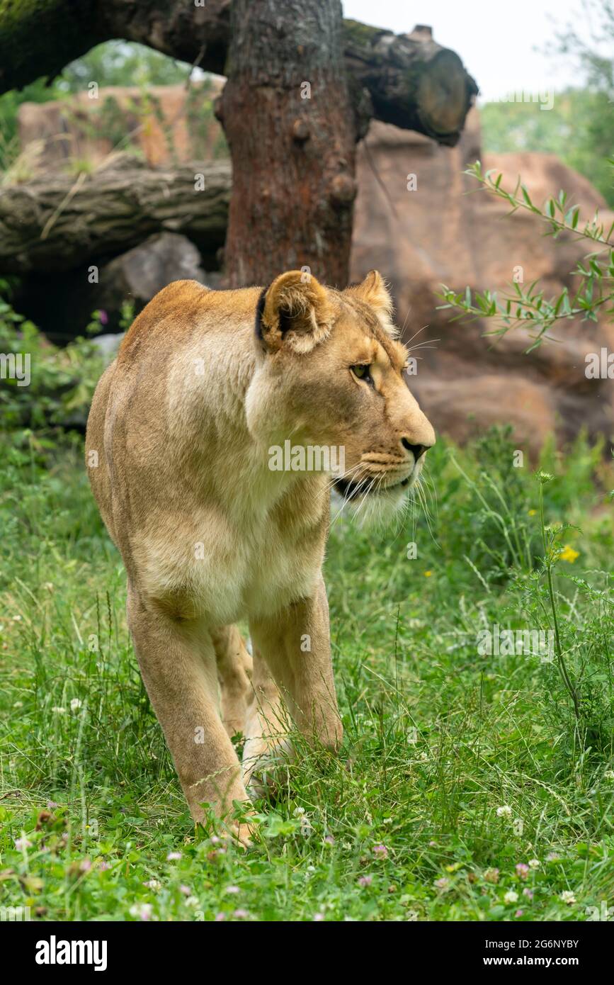 Zoo di Duisburg, leone femminile, Panthera leo, NRW, Germania Foto Stock