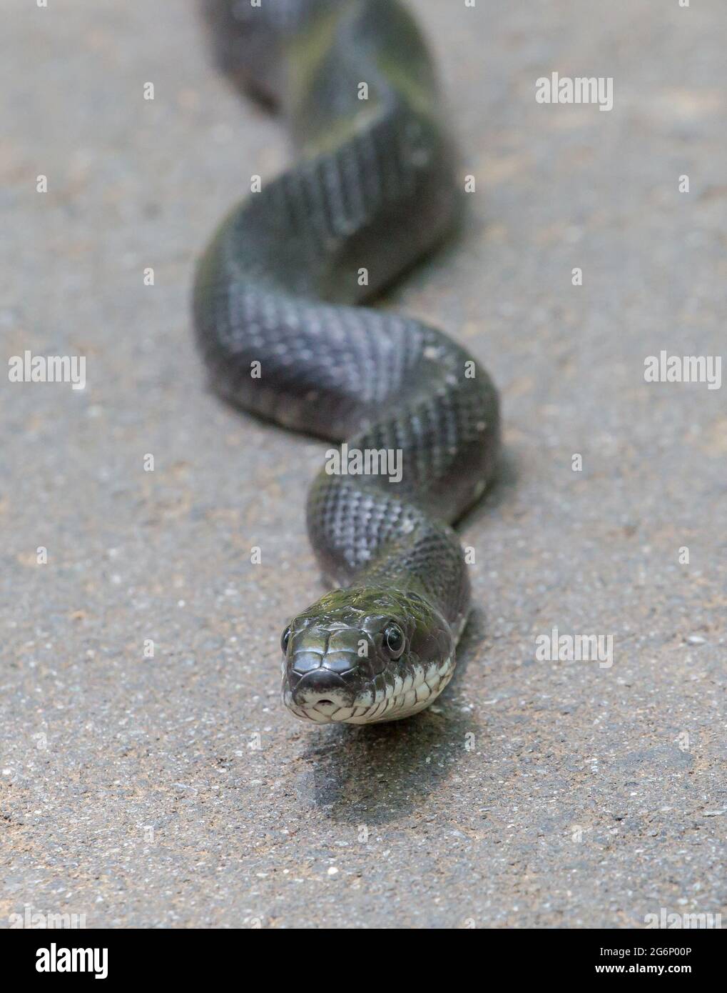Primo piano vista frontale di un serpente di ratto orientale (nero) Foto Stock