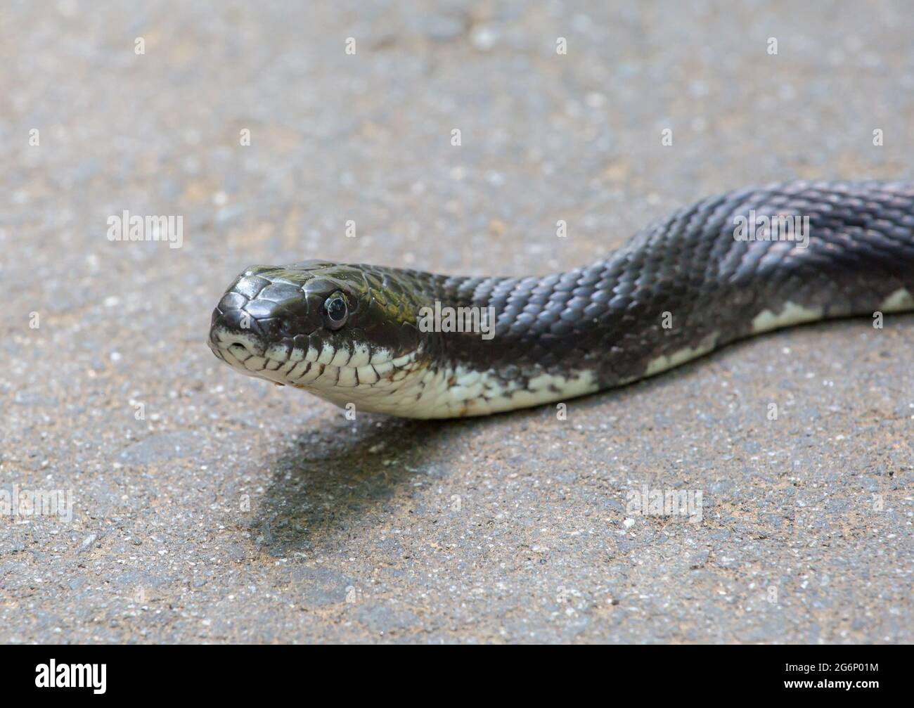 Profilo closeup di un serpente di ratto orientale (nero) Foto Stock