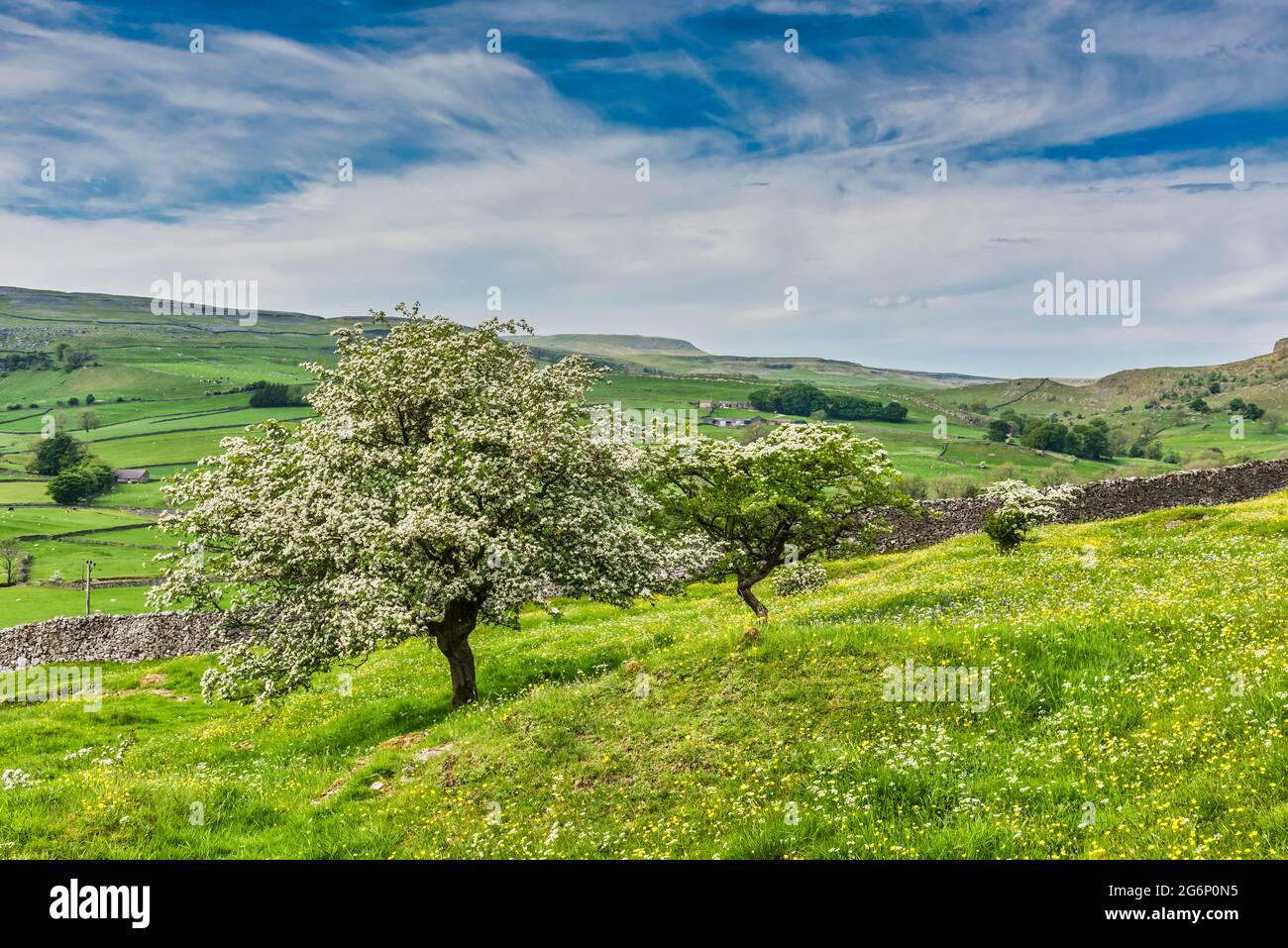 Piacevole scenario di alberi di Hawthorn fioriti al sito triplo SSSI di Wharf e Oxenbur Wood vicino al villaggio di Austwick nel Parco Nazionale delle Valli dello Yorkshire Foto Stock