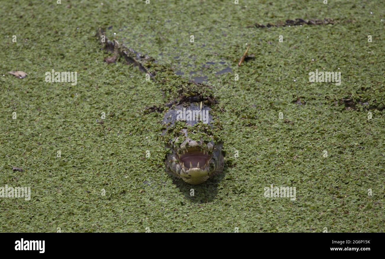 Closeup di Black Caiman (Melanosuchus niger) mascella aperta che mostra i denti nel campo di palude verde Transpantaneira, Pantanal, Brasile. Foto Stock